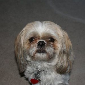 Meet your Posher, Pat